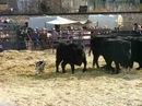 View Image 'Scooter NWSS sale dog purchased...'