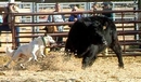 View Image 'Zeke getting some air'