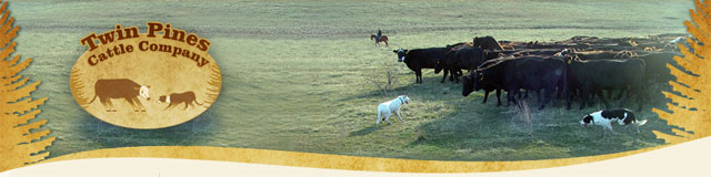 Star - Twin Pines Cattle Co. LLC
