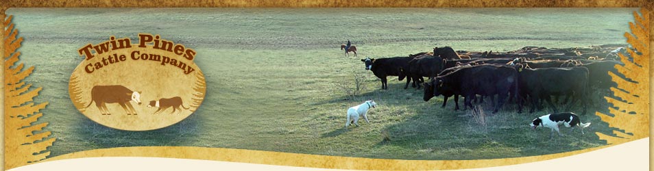 Cattle & Beef - Twin Pines Cattle Co. LLC